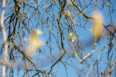 Buds spread on the tree. end of winter, plants are preparing to spread the leaves. 