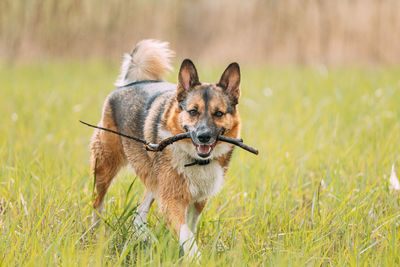 Dog running on grassy field