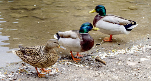 View of birds in the dark