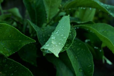 Close-up of raindrops on leaves