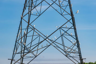 White egret resting on an electric pylon