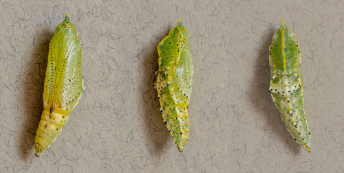 High angle view of green fruit on table