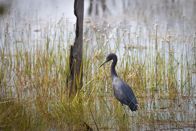 View of bird in lake