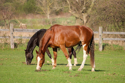 Horse grazing on field