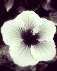 Close-up of flower blooming outdoors