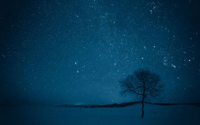 Scenic view of bare tree against sky at night