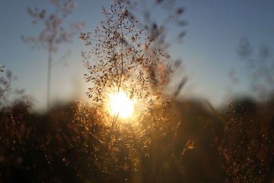 Close-up of plant against sky at sunset