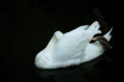 Close-up of white birds