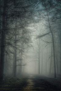 Bare trees in forest during foggy weather