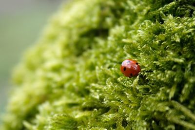 Close-up of ladybug on plant