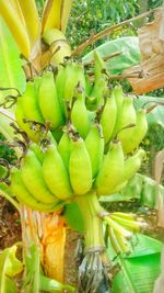 Close-up of banana tree