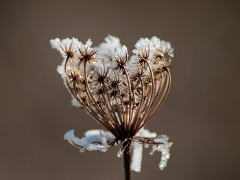 Close-up of wilted flowers