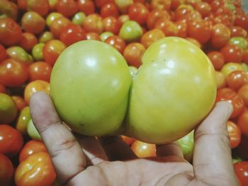 Close-up of hand holding tomatoes