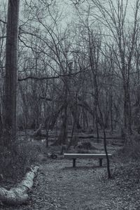 Bare trees on landscape against sky