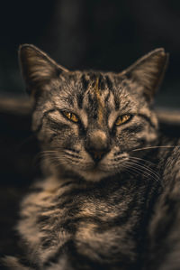 Close-up portrait of a cat