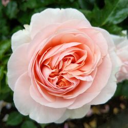 Close-up of pink rose