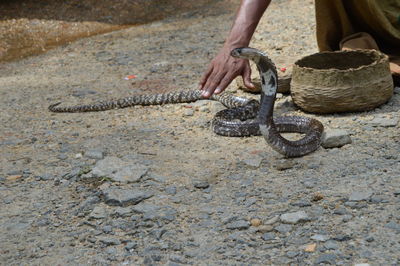 Cropped hand touching snake on field