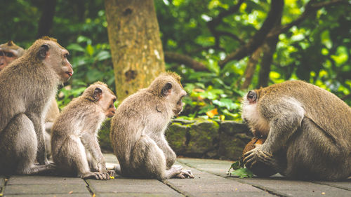 Side view of monkeys sitting on footpath at forest