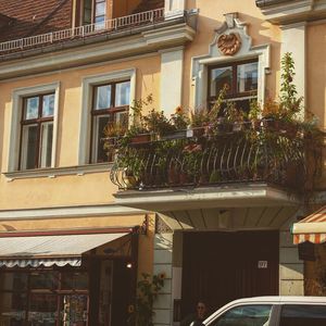 Potted plants in front of building