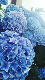 Close-up of blue hydrangea flowers