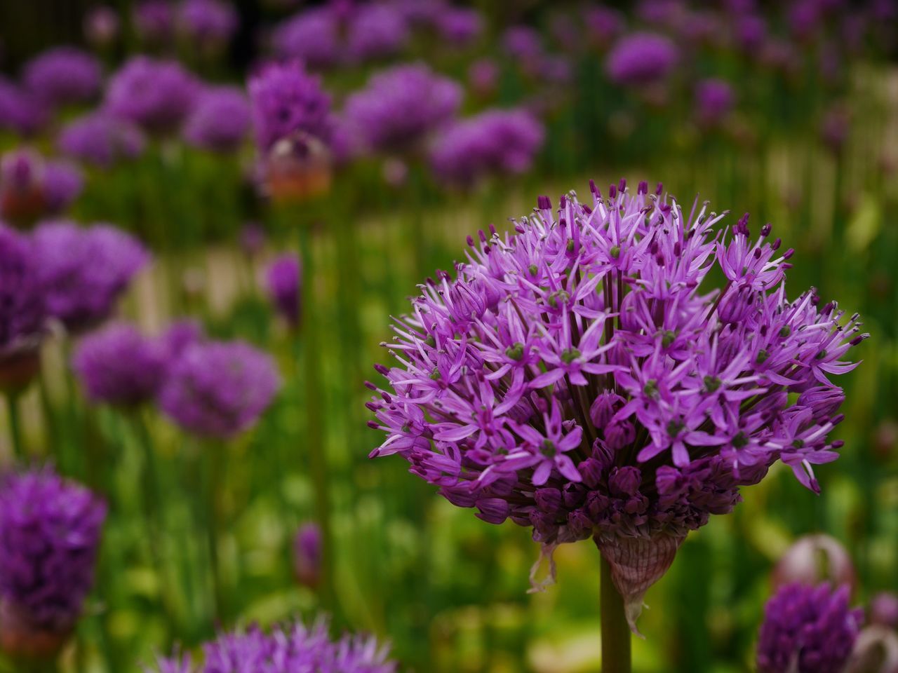 flower, purple, freshness, fragility, growth, petal, beauty in nature, flower head, blooming, focus on foreground, nature, close-up, in bloom, plant, selective focus, park - man made space, pink color, field, outdoors, blossom