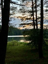 Scenic view of lake in forest