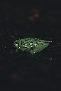 Close-up of water drops on leaves