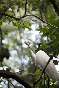 Low angle view of white bird perching on tree