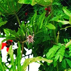 Close-up of spider on web