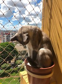 View of dog looking through chainlink fence