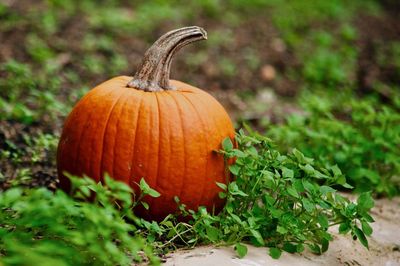 Close-up of pumpkin growing outdoors