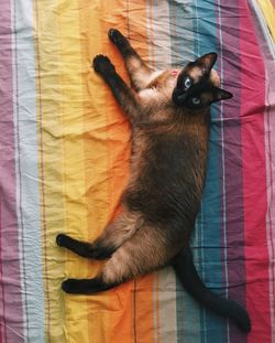 High angle portrait of cat relaxing at home