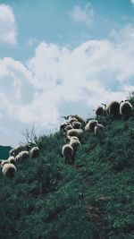 Hay bales in a field