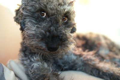 Close up of cute grey dwarf poodle dog looking right into the camera with special face expression