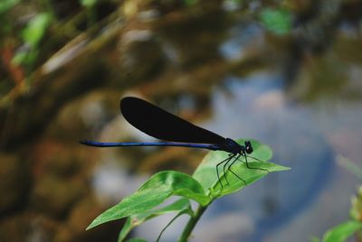 Close-up of damselfly on leaf