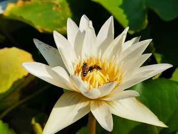 Close-up of bee pollinating flower