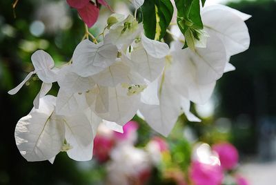 Close-up of flowers blooming outdoors