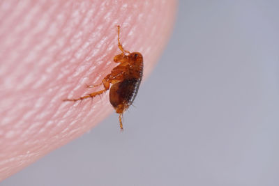 Close-up of insect on hand