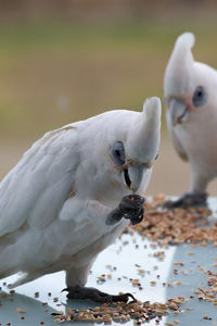 Close-up of little corellas feeding on table