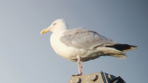 Low angle view of seagull perching on the sky