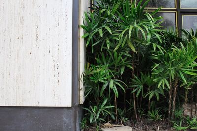 Close-up of fresh green plant against wall in yard