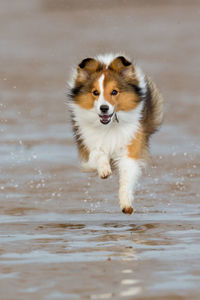 Dog running on beach