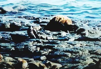 Close-up of rocks on beach