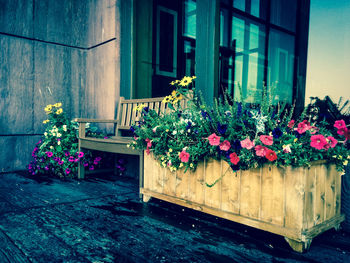 Close-up of flowers against window