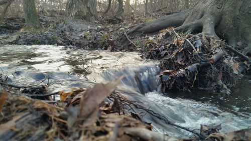 Water flowing through tree