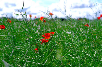 Close-up of poppy on field