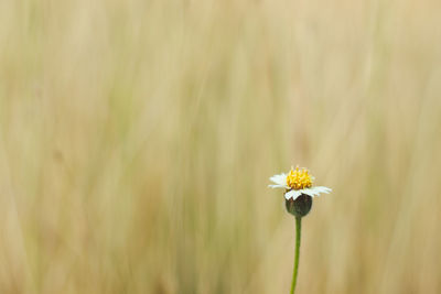 Close-up of yellow flowering plant on field