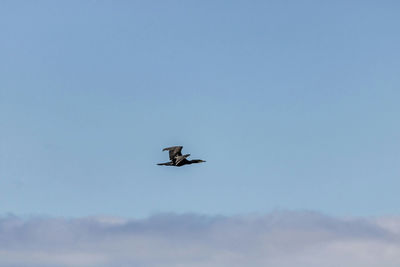 Low angle view of eagle flying in sky