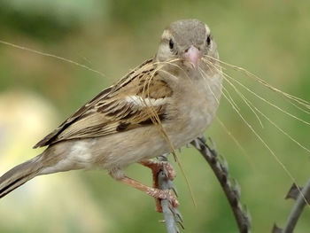 Close-up portrait of bird perching outdoors