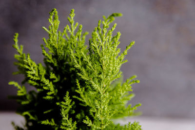 Close-up of fresh green plant